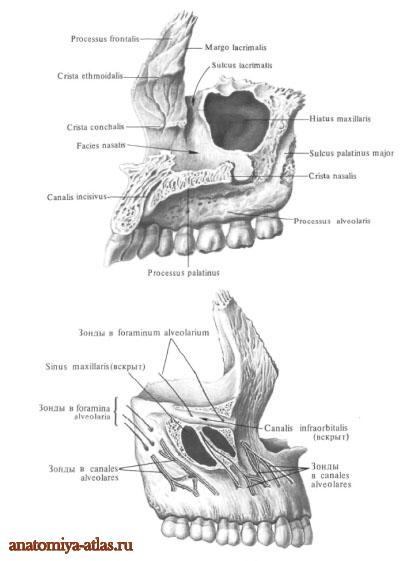 Верхняя челюсть