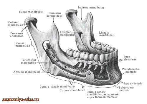 Нижняя челюсть