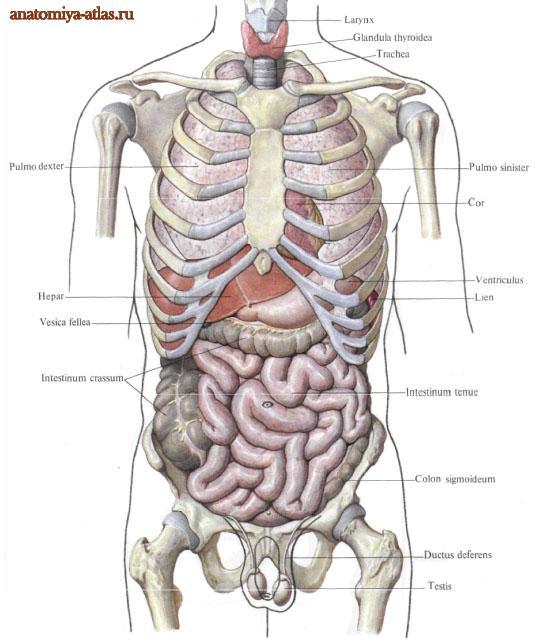Внутренние органы
