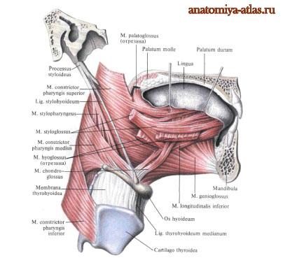 Скелетные мышцы языка