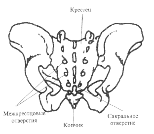 Крестец (os sacrum)