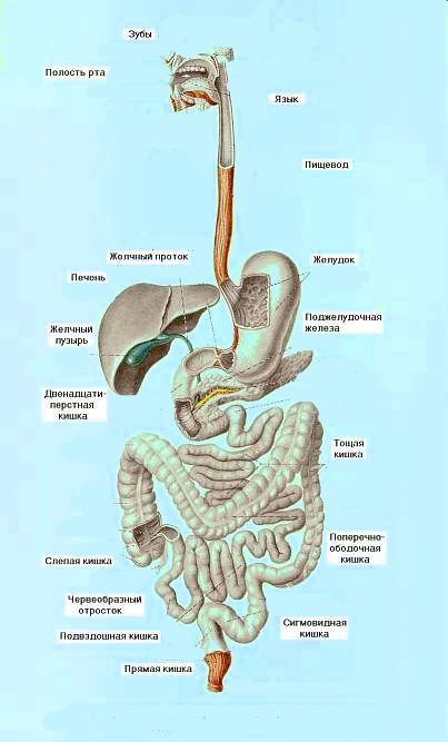 Схема строения пищеварительной системы