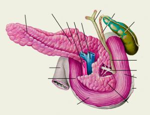 Поджелудочная железа (pancreas). Панкреатические островки