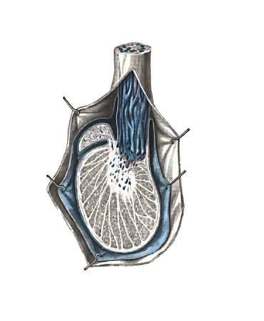 Яичко (testis). Мужская половая железа