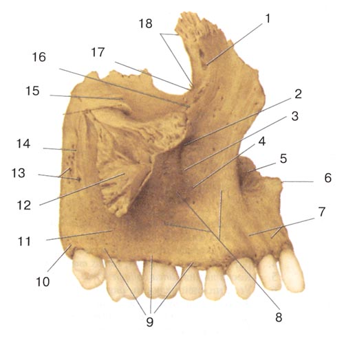 Верхняя челюсть (верхнечюстная кость-maxilla) правая