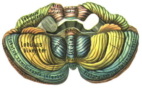 Мозжечок (cerebellum)