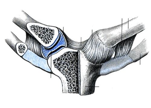 Грудино-ключичный сустав (articulatiostemoclavicularis)