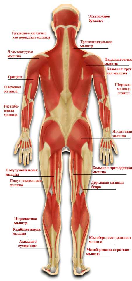 Мышцы задней поверхности тела человека