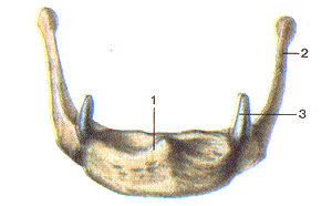 Подъязычная кость (os hyoideum). Вид спереди. 1-тело подъязычной кости; 2-большой рог; 3-малый рог 