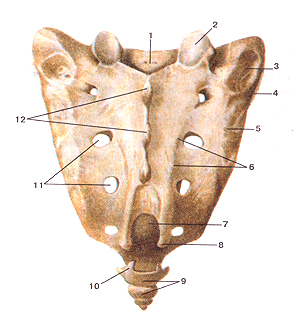 Крестец (os sacrum). Вид сзади (дорсальная поверхность). 1-крестцовый канал (верхнее отверстие); 2-верхний суставной отросток; 3-крестцовая бугристость; 4-ушковидная поверхность; 5-латеральный крестцовый гребень; 6-промежуточный крестцовый гребень; 7-крестцовая щель (нижнее отверстие крестцового канала); 8-крестцовый рог; 9-копчик (копчиковые позвонки); 10-копчиковый рог; 11-дорсальные (задние) крестцовые отверстия; 12-срединный крестцовый гребень Os sacrum. Вид сзади (дорсальная поверхность). 1-canalis sacralis; 2-processus articularis superior; 3-tuberositas sacralis; 4-facies auricularis; 5-crista sacralis lateralis; 6-crista sacralis intermedia; 7-hiatus sacralis (foramen canalis sacralis inferius); 8-cornu sacrale; 9-os coccygis (vertebrae coccygeae); 10-cornu coc-cygeum; 11 -foramina sacralia posteriora; 12-crista sacralis mediana. 