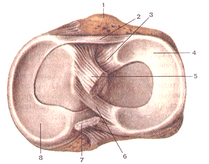 Коленный (сустав articulartio genus) ,правый. Дистальная часть сустава.Вид сверху. 1-бугристость бояьшеберцовой кости; 2-поиеречная связка колена; 3-псредняя мениско-бедрснная связка; 4-латеральный мениск; 5-псрслняя крестообразная связка; 6-задняя мениско-бедренная связка; 7-задняя крестообразная связка; 8-медиальный мениск. Articulatio genus, правый. Дистальная часть сустава. Вид сверху. 1-tuberositas tibiae; 2-ligamentum transversum genus; 3-ligamcntum meniscofemorale anterius; 4-meniscus lateralis; 5-ligaraentum crucia-tuni anterius; 6-liganicntum meniscofemorale posterius; 7-ligamentum cruciatum posterius; 8-meniscus medialis. Right knee joint. Distal part of joint. Superior aspect, l-tubial tuberosity; 2-transverse ligament of knee; 3-anterior menis-cofemoral ligament; 4-latcral meniscus; 5-anterior cruciate ligament; 6-posterior meniscofemoral ligament; 7-posterior cruciate ligament; 8-mcdial meniscus.