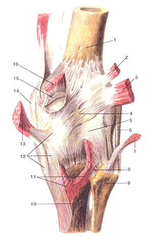 Коленный сустав (articulartio genus) . Вид сзади. 1-бедренная кость; 2-подошвенная мышца (отвернута и отрезана); 3-латеральная головка икроножной мышцы (отвернута и от-редана); 4-косая подколенная связка; 5-дугообразная подколенная связка; 6-малоберцовая коллатеральная связка; 7-двуглавая мышца бедра (отвернула и отрезана); 8-задняя связка головки малоберцовой кости; 9-юловка малоберцовой кости; 10-большебер-цовая кость; 11-подколенная мышца (отрезана); 12-сухожилие полуперепончатой мышцы (глубокая «гусиная лапка»); 13-полу-перепончатая мышца (отвернута к отрезана); 14-болыпеберцовая коллатеральная связка; 15-медиальная подсухожильная сумка икроножной мышцы; 16-медиальная головка икроножной мышцы  Articulatio genus, правый. Вид сзади. 1-os femoris 2-m.plantaris (отвернута и отрезана); 3-caput laterale musculi gastrocnemii (отвернута и отрезана); 4-ligamentum popli-teum obliquum; 5-ligamentum popliteum arcuatum; 6-ligamentum collaterale fibulare; 7-m.biceps femoris (отвернула и отрезана); 8-lig-amentum capitis fibulae posterius; 9-caput fibulae; 10-tibia; 11-m.popliteus (отрезана); 12-tendo m.semimembranosi (глубокая «гусиная лапка»); 13-m.semimembranosus (отвернута и отрезана); 14-ligamentum collaterale tibiale; 15-bursa subtendinea musculi gastrocnemii medialis; 16-caput m. gastrocnemii mediate. Right knee joint. Posterior view. 1-thigh bone (femur); 2-plantar muscle ( turnedaway and cut off); 3-lateral head gastrocnemius; 4-oblique poplited ligament; 5-arcuate popliteal ligament; 6-fibular collateral ligament; 7-biceps muscle of thigh (turnedaway and cut off); 8-posterior ligament of fibular head; 9-head of fibula; 10-tibia; 1 l-poplited muscle (cut off); 12-the tendon of semimembranous muscle («deep goose's paw»); 13-semimembranous muscle ( turned away and cut off); 14-tibial colatteral ligament; 15-medial subtendon bursa of gostocnemius muscle; 16-medial head of gastrocnemius muscle.