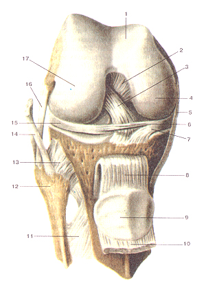 Коленный сустав (articulartio genus) , правый. Вид спереди. Суставная капсула удалена. Сухожилие четырехглавой мышцы бедра и надколенник опущены вниз. 1-надколенниковая поверхность бедренной кости; 2-задняя крестообразная связка; 3-передняя крестообразная связка; 4-медиаль-ный мыщелок бедренной кости; 5-большеберцовая коллатеральная связка; 6-ноперечная связка колена; 7-медиальный мениск; 8-связка надколенника; 9-надколенник; 10-сухожилие четырехглавой мышцы бедра (отрезано и опущено вниз); 11-межкостная перепонка голени; 12-головка малоберцовой кости; 13-передняя связка головки малоберцовой кости; 14-сухожилие двуглавой мышцы бедра; 15-латеральный мениск; 15-малоберцовая коллатеральная связка; 17-латеральный мыщелок большеберцовой кости. Articulatio genus, правый. Вид спереди. Суставная капсула удалена. Сухожилие четырехглавой мышцы бедра и надколенник удалены. l-facies palellaris ossis lemons; 2-ligamentum cruciatum posterius; 3-ligamentum cruciatum anterius; 4-condylus medialis ossis femoris; 5-ligamentum collateral tibiale; 6-ligamentum transversum genus; 7-meniscus medialis; 8-ligamentum patellae; 9-patella; 10-tcndo m.quadricips lemons (отрезано и опушено вниз); ll-membrana interossea cruris; 12-caput fibulae; 13-ligamentum capitis fibulae anterius; 14-tendo m.bicipitis femoris; 15-meniscus lateralis; 16-liga-mentum collaterale tibulare; 17-condylus lateralis. Right knee joint. Anterior aspect. Articular capsule is absent. The tendon of quadriceps muscle of thigh and patella (are lowered). 1-patellar surface of femur; 2-posterior cruciate ligament; 3-anterior cruciate ligament; 4-medial condyle of femur; 5-tibial collateral ligament; 6-transverse ligament of knee; 7-medial meniscus; 8-patellar ligament; 9-patella; 10-the tendon of quadriceps (turned away and lowered); 11-interosseous membrane of leg; 12-head of fibula; 13-anterior ligament of fibular head; 14-the tendon of biceps femoris; 15-lateral meniscus; 16-fibular collateral ligament; 17-lateral meniscus of femur.