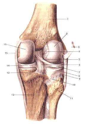 Коленный сустав (articulartio genus) , правый. Вид сзади. Суставная капсула удалена. 1-бедренная кость; 2-латеральный мышелок бедренной кости; 3-сухожилие подколенной мышцы (отвернуто и отрезано); 4-передняя крестообразная связка; 5-задняя мениско-бедренная связка; 6-задняя крестообразная связка; 7-латеральный мениск; 8-латеральный мышелок большеберцовой кости; 9-малоберцо-вая коллатеральная связка; 10-задняя связка головки малоберцовой кости; 11-головка малоберповой кости; 12-болыиеберцовая кость; 13-медиальный мьщелокбольшеберцовой кости; 14-медиальный мениск; 15-большеберцовая коллатеральная связка; 16-медиальный мыщелок большеберцовой кости. Articulatio genus, правый. Вид сзади. Суставная капсула удалена. 1-os lemons; 2-condylus lateralis ossis femoris; 3-tendo m.poplitei (отвернуто и отрезано); 4-ligamentum cruciatum anterius; 5-liga-menlum meniscofemorale poslerius; 6-ligamentum cruciatum pos-terius; 7-meniscus lateralis; 8-condylus lateralis tibiae; 9-ligamentum collaterale fibulare; 10-ligamcntum capitis fibulae posterius; 11-caput fibulae; 12-tibia; 13-condylus medialis tibiae; 14-meniscus medialis; 15-ligamentum collaterale tibiale; 16-condylus medialis tibiae, Right knee joint. Posterior aspect. Articular capsule is absent. 1-thigh bone (femur); 2-lateral condyle of femur; 3-the tengon of popliteal muscle (reflect and cut); 4-anterior cruciate ligament; 5-pos-teriormeniscofemorol ligament; 6-posterior cruciate ligament; 7-later-al meniscus; 8-lateral condyle oftibia; 9-fibular collateral ligament; 10-posterior ligament of fibular head; 11-head of fibular; 12-tibia; 13-medial condyle oftibia; 14-medial meniscus; 15-tibial collateral ligament; 16-mcdial malleolus oftibia.