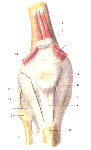 Коленный сустав (articulartio genus) , правый. Вид спереди. 1-бедренная кость; 2-сухожилие четырехглавой мышцы бедра (отрезано); 3-медиальная широкая мышца бедра (отрезана); 4-надколенник; 5-медиальная поддерживающая связка надколенника; 6-большеберцовая коллатеральная связка; 7-связка надколенника; 8-бугристость большеберцовой кости; 9-межко-стная перепонка голени; 10-головка малоберцовой кости; 11-передняя связка головки малоберцовой кости; 12-малоберцовая коллатеральная связка; 13-латеральная поддерживающая связка надколенника; 14-латеральная широкая мышца бедра (отрезана). Articulatio genus, правый. Вид спереди. 1-os lemons; 2-tendo m.quadricipilis femoris(arpe3ano); 3-m.vastus medialis (отрезана); 4-patella; 5-retinaculum patellae mediale; 6-liga-mentum collaterale tibiale; 7-ligamentum patellae; 8-tuberositas tibiae; 9-membrana interossea cruris; 10-caput fibulae; 11-ligamentum capi-tis fibulae antcrius; 12-ligamentum collaterale fibulare; 13-retinaculum patellae laterale; 14-m.vastus lateralis (отрезана). Right knee joint. Anterior aspect. 1-thigh bone (lemur); 2-tendon of quadriceps muscle of thigh (cut off); 3- vastus medial (cut off); 4-patella; 5-medial patellar retinacula; 6-tib-ial collateral ligament; 7-patellar ligament; 8-tibial tuberosity; 9-interosseous membrane of leg; 10-head of fibula; 11-anterior ligament of fibular head; 12-tlbular collateral ligament; 13-lateral patellar reti-naculum; 14- vastus lateral (cut off)