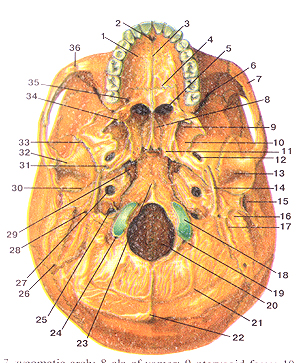 Наружное основание черепа