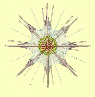 Радиолярия. Acanthometra tetracopa.