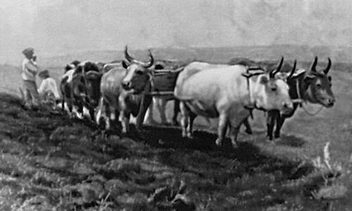 В. Ф. Окушко. «Волы на дороге». 1903. Художественный музей Молдавской ССР. Кишинёв.