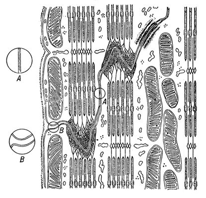 Рис. 4. Схематическое изображение части вставочного диска сердечной мышцы млекопитающих: А — место плотного контакта клеточных мембран миоцитов (нексус); В — участок бокового края мышечного волокна, где нет плотного контакта между мембранами миоцитов: щель, разделяющая мембраны, сообщается с внеклеточным пространством.