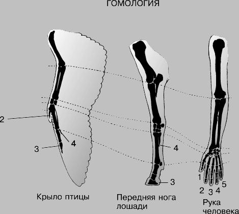 ГОМОЛОГИЧНЫЕ СТРУКТУРЫ у разных животных возникают из идентичных эволюционных источников, но различаются своими функциями.