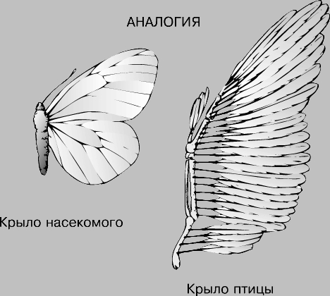 АНАТОМИЧЕСКИЕ СТРУКТУРЫ считаются аналогичными, если они выполняют сходные функции и в ходе эволюции развиваются из разных зачатков.