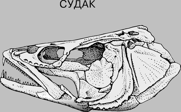 ЧЕРЕП И ЗУБЫ СУДАКА