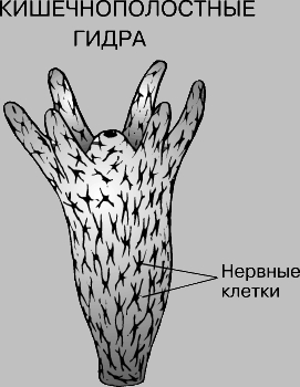 НЕРВНАЯ СИСТЕМА ГИДРЫ. Почти у всех животных в той или иной форме присутствует нервная система, которая регулирует и координирует функции тела. Среди беспозвоночных специализированные нервные клетки впервые появляются у кишечнополостных. Сложность образуемых ими структур в ходе эволюции возрастает: это иллюстрирует пример кузнечика, у которого обособились мозг и органы осязания, вкуса, обоняния, зрения и слуха.