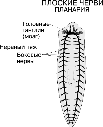 НЕРВНАЯ СИСТЕМА ПЛАНАРИИ