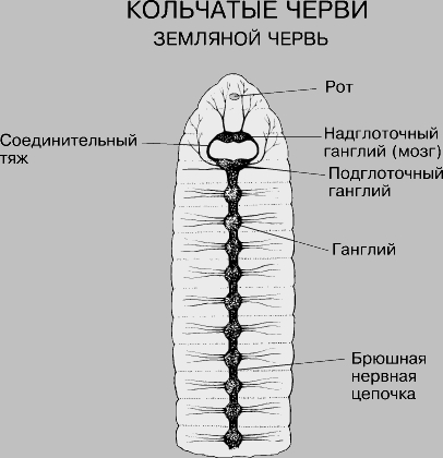 НЕРВНАЯ СИСТЕМА ЗЕМЛЯНОГО ЧЕРВЯ