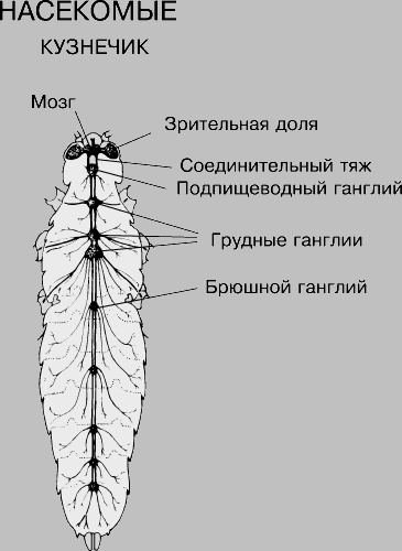 НЕРВНАЯ СИСТЕМА КУЗНЕЧИКА