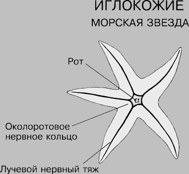 НЕРВНАЯ СИСТЕМА МОРСКОЙ ЗВЕЗДЫ