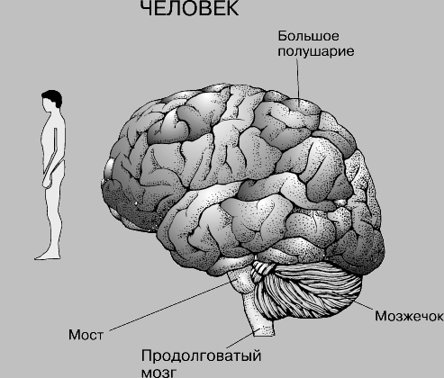 ГОЛОВНОЙ МОЗГ ЧЕЛОВЕКА. Отмечены 5 главных его отделов (у человека большие полушария перекрывают многие другие части). Передний (конечный) мозг выделен редкими точками; он состоит из обонятельных долей и больших полушарий. Промежуточный мозг зачернен; он соединяет передний мозг со средним. Средний мозг выделен частыми точками; главную его часть составляют парные зрительные доли. Задний мозг состоит из мозжечка (показан темными линиями) и моста. Продолговатый мозг постепенно переходит в спинной. Большие полушария - центр осознаваемой чувствительности, произвольной активности, памяти и интеллекта, - а также мозжечок, отвечающий за координацию движений, в ходе эволюции увеличиваются, и их строение усложняется. Большие полушария и лошади, и человека покрыты бороздами и извилинами, значительно увеличивающими поверхность их серого вещества, или коры - мыслительного органа животного. Все черепно-мозговые нервы после четвертого отходят от продолговатого мозга. В ходе эволюции уменьшаются относительные размеры гипофиза. Для рыб и птиц характерно мощное развитие мозжечка. Эпифиз, или шишковидную железу, считают рудиментом дополнительного органа зрения.