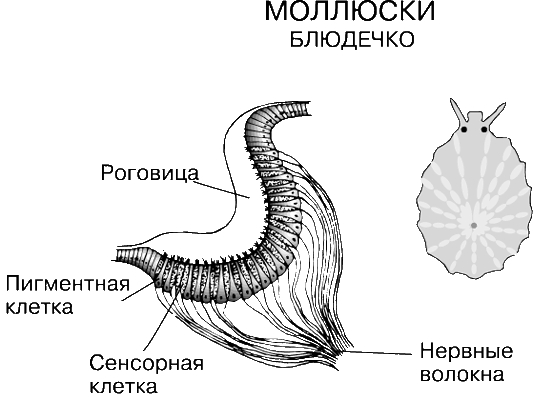 ГЛАЗА МОЛЛЮСКА. Среди моллюсков у брюхоногого блюдечка два простых глаза находятся у оснований втяжных щупалец.