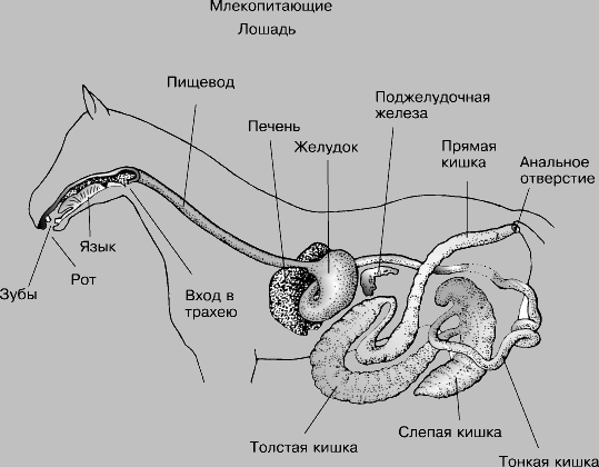 ПИЩЕВАРИТЕЛЬНАЯ СИСТЕМА ЛОШАДИ