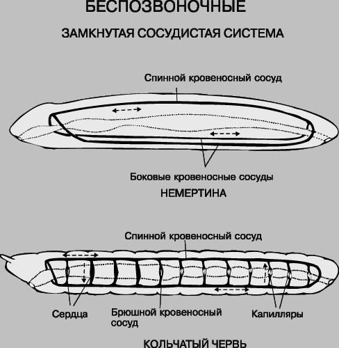 СОСУДИСТАЯ СИСТЕМА НЕМЕРТИНЫ И КОЛЬЧАТОГО ЧЕРВЯ