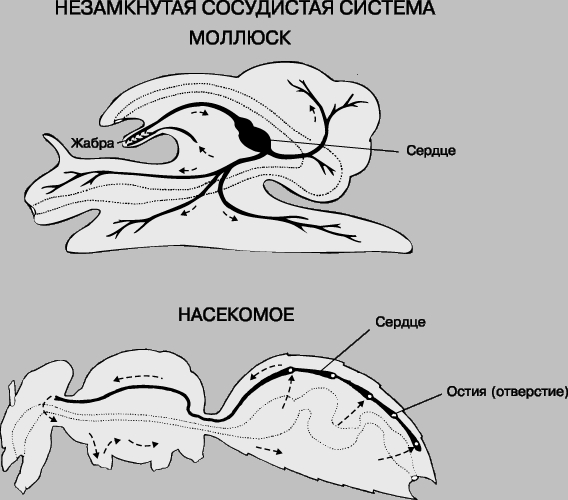 СОСУДИСТАЯ СИСТЕМА МОЛЛЮСКА И НАСЕКОМОГО