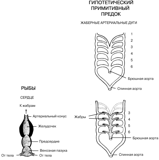 ЭВОЛЮЦИЯ СЕРДЦА И АРТЕРИАЛЬНЫХ ЖАБЕРНЫХ ДУГ РЫБЫ