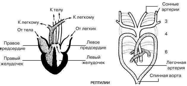 ЭВОЛЮЦИЯ СЕРДЦА И АРТЕРИАЛЬНЫХ ЖАБЕРНЫХ ДУГ РЕПТИЛИИ
