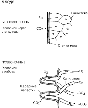 МЕХАНИЗМ ГАЗООБМЕНА