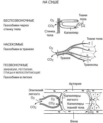 МЕХАНИЗМ ГАЗООБМЕНА