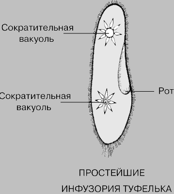 ВЫДЕЛИТЕЛЬНАЯ СИСТЕМА ИНФУЗОРИИ ТУФЕЛЬКИ