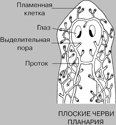 ВЫДЕЛИТЕЛЬНАЯ СИСТЕМА ПЛАНАРИИ