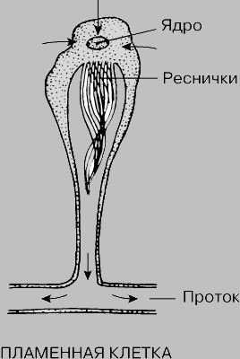 ВЫДЕЛИТЕЛЬНАЯ СИСТЕМА ПЛАМЕННОЙ КЛЕТКИ