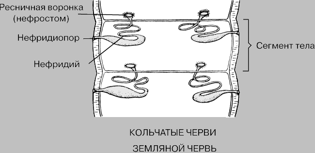 ВЫДЕЛИТЕЛЬНАЯ СИСТЕМА ЗЕМЛЯНОГО ЧЕРВЯ