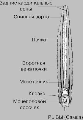 ВЫДЕЛИТЕЛЬНАЯ СИСТЕМА РЫБЫ