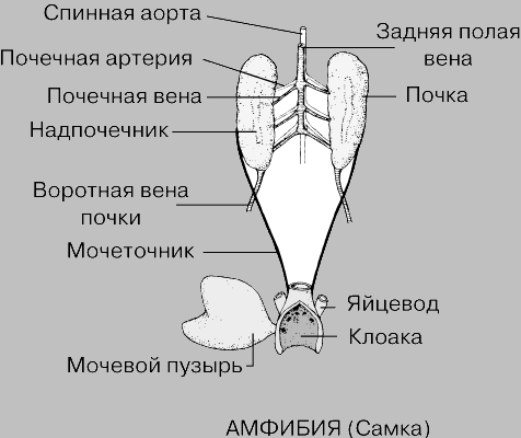 ВЫДЕЛИТЕЛЬНАЯ СИСТЕМА АМФИБИИ