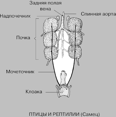 ВЫДЕЛИТЕЛЬНАЯ СИСТЕМА ПТИЦ И РЕПТИЛИЙ (САМЕЦ)