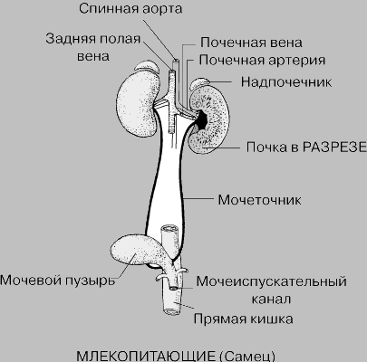 ВЫДЕЛИТЕЛЬНАЯ СИСТЕМА МЛЕКОПИТАЮЩИХ (САМЕЦ)