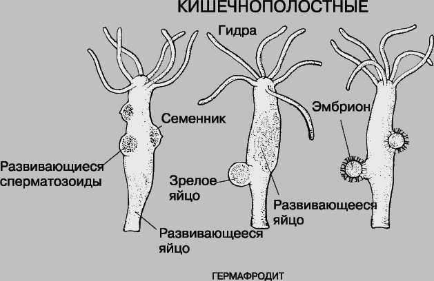 СИСТЕМА РАЗМНОЖЕНИЯ КИШЕЧНОПОЛОСТНЫХ