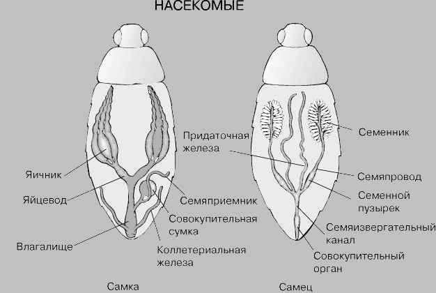 СИСТЕМА РАЗМНОЖЕНИЯ НАСЕКОМЫХ